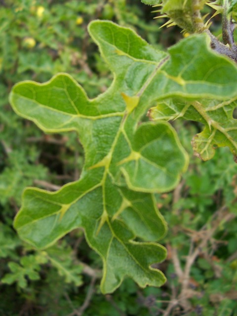 Solanum linnaeanum (=Solanum sodomaeum) / Pomo di Sodoma